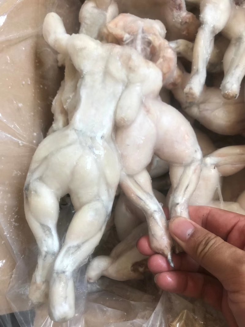 牛蛙