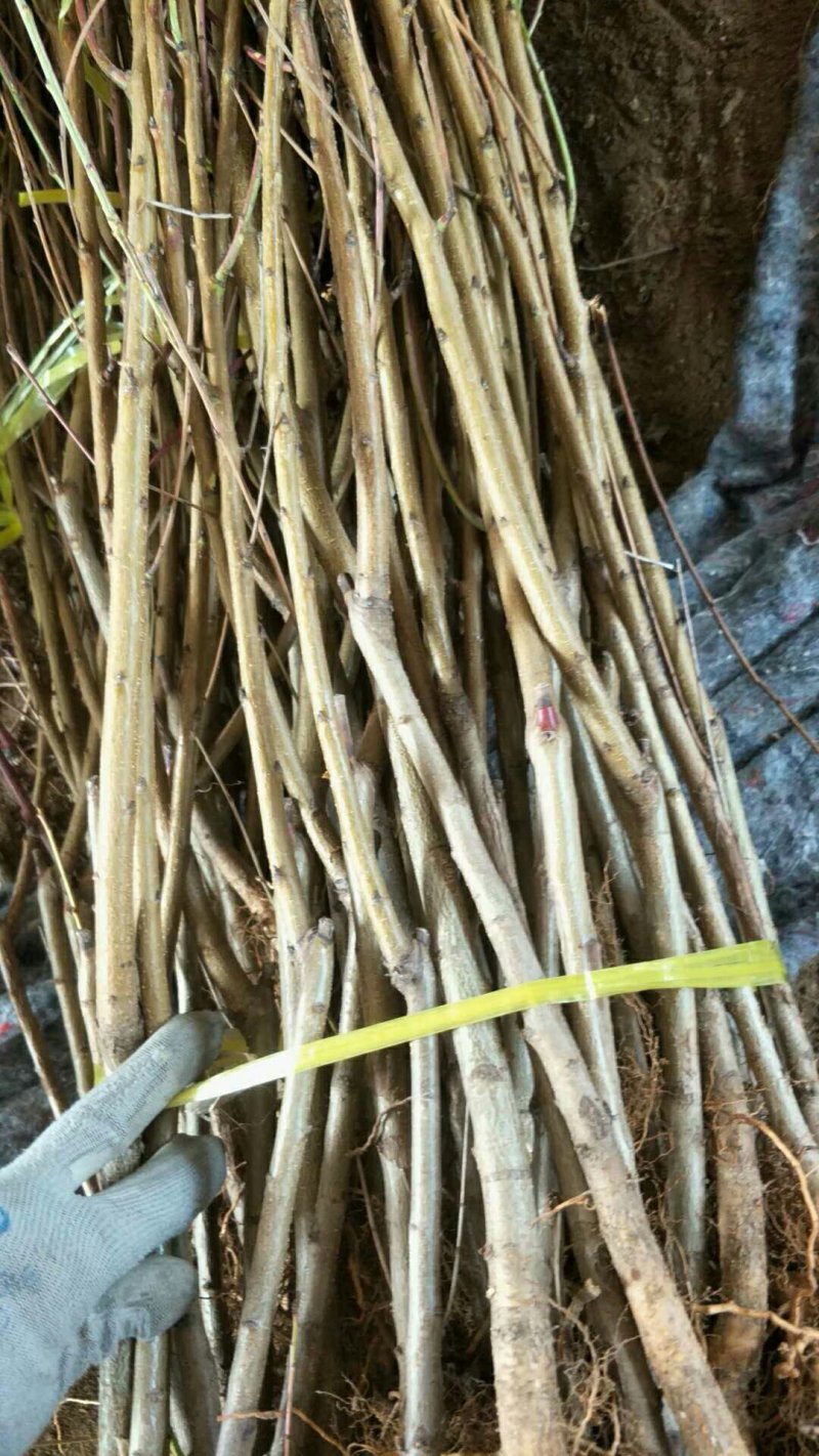 品种桃树苗，规格齐全，包成活，保湿发货，质优价廉