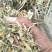 花生秧牛羊草料