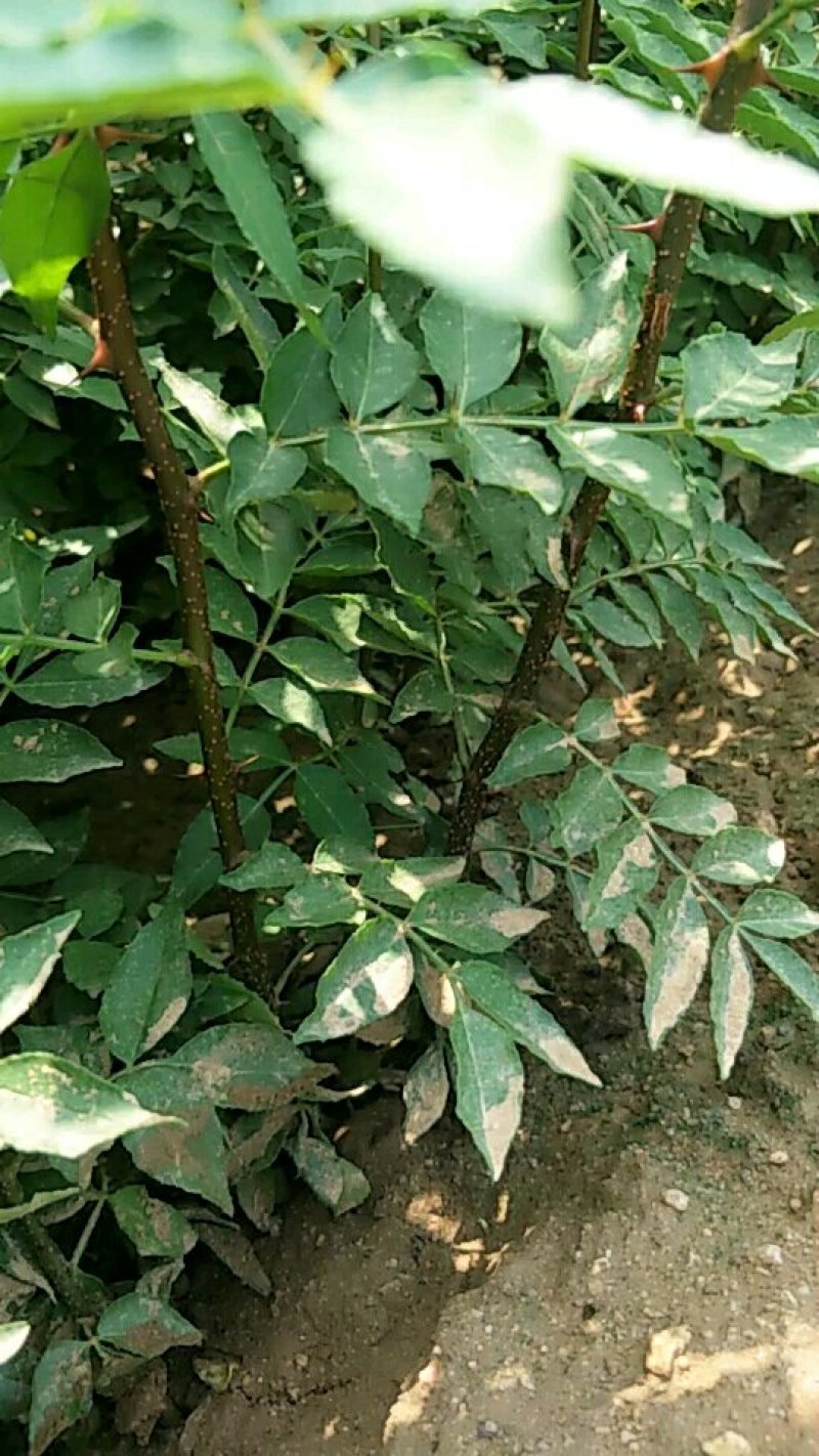 大红袍花椒苗，现挖现发，保湿发货，包成活