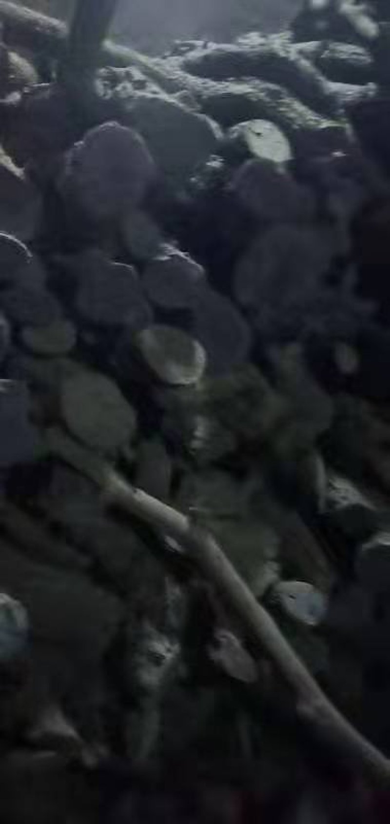 长期大量供应烧烤，取暖，工业用果木炭，以及烤鸭鸭柴