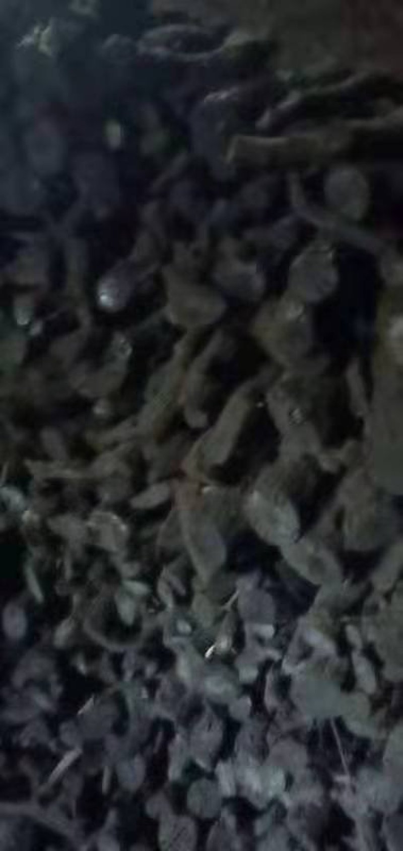 长期大量供应烧烤，取暖，工业用果木炭，以及烤鸭鸭柴