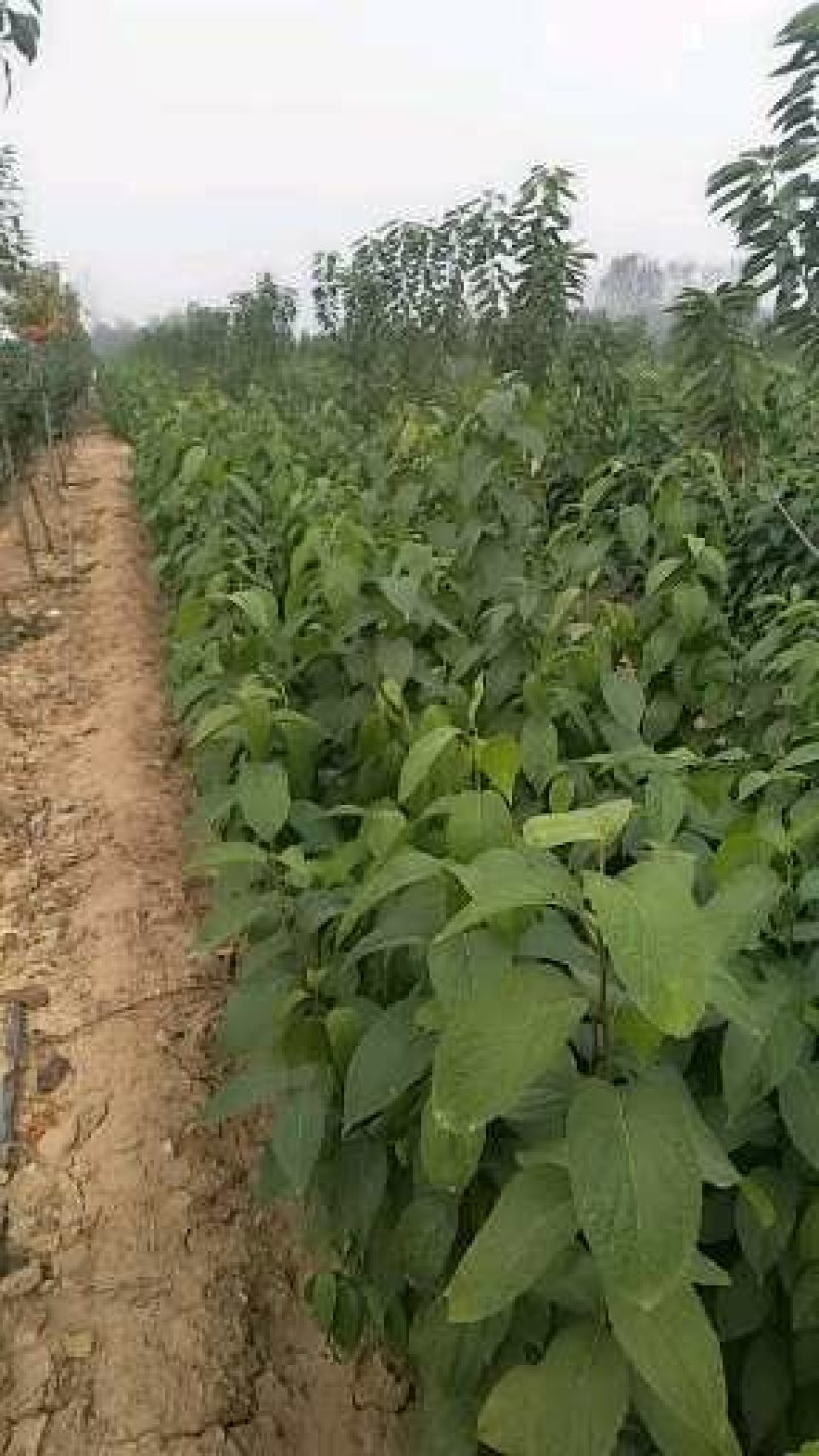 杜仲苗，基地直营，质优价廉。