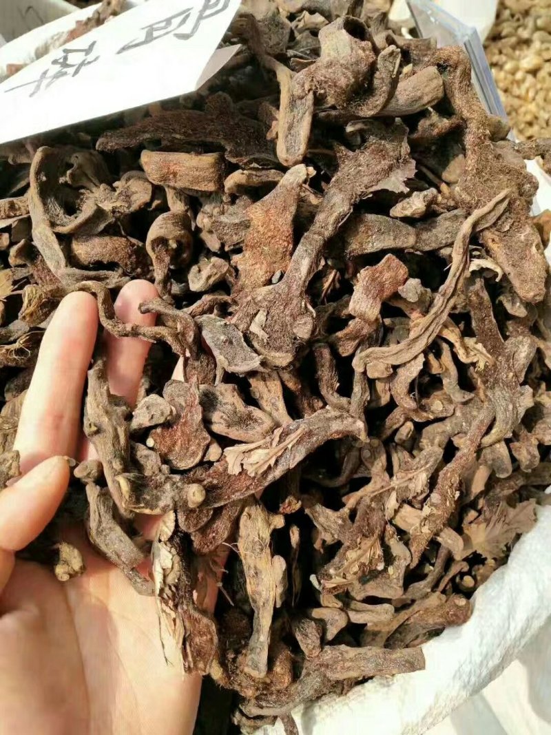 骨碎补毛姜烫骨碎补供应上千种中药材一站购