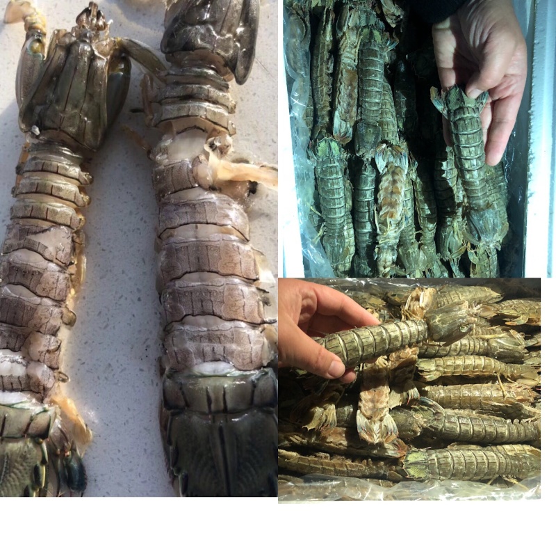 生冻皮皮虾单冻个头大保证肥
