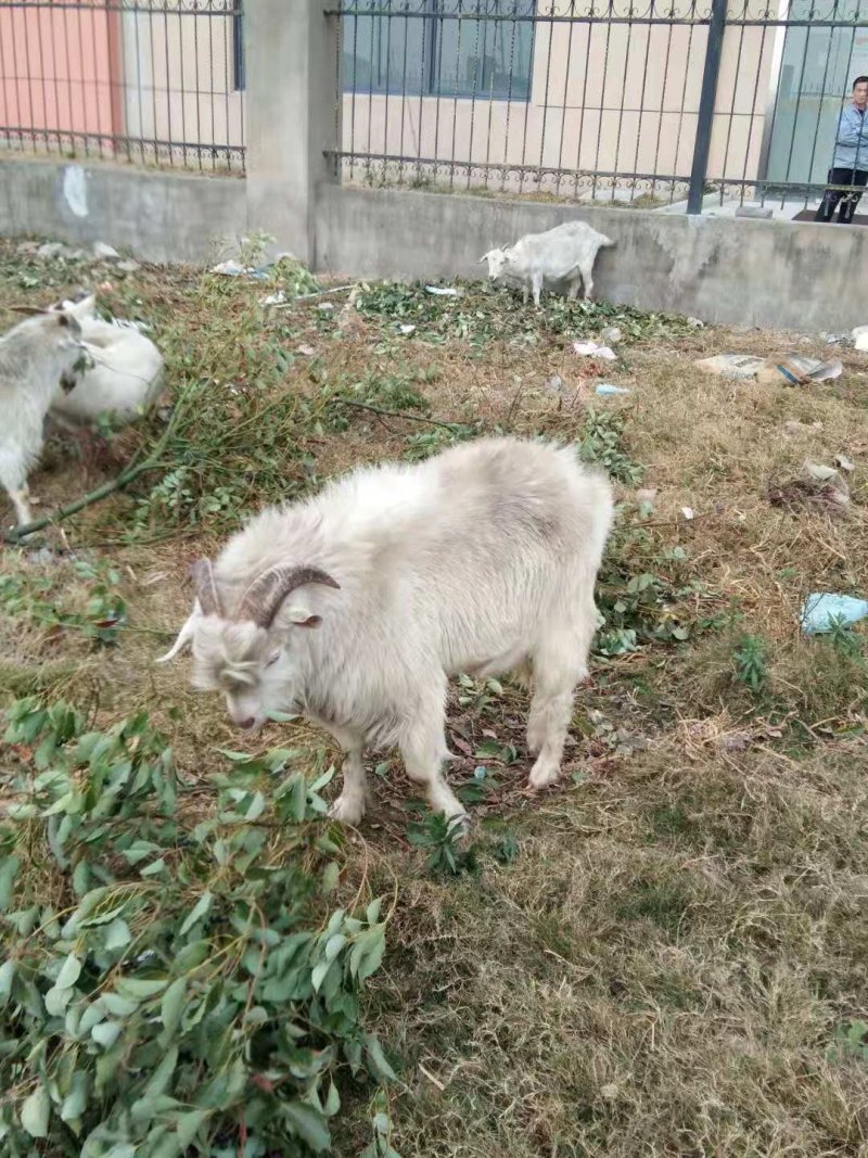 散养山羊