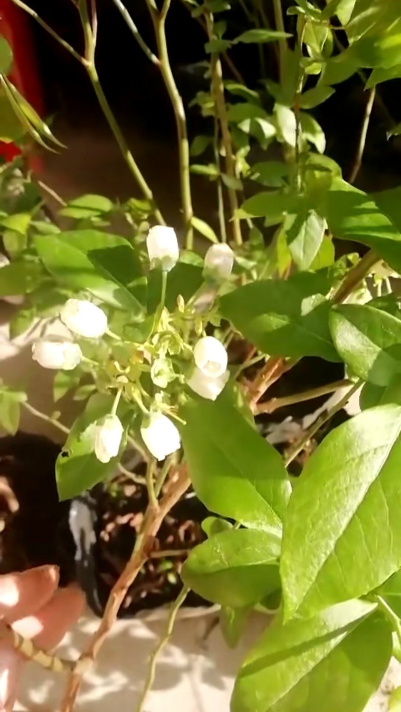 1---3年的蓝莓苗，规格品种齐全，三年苗当年结果