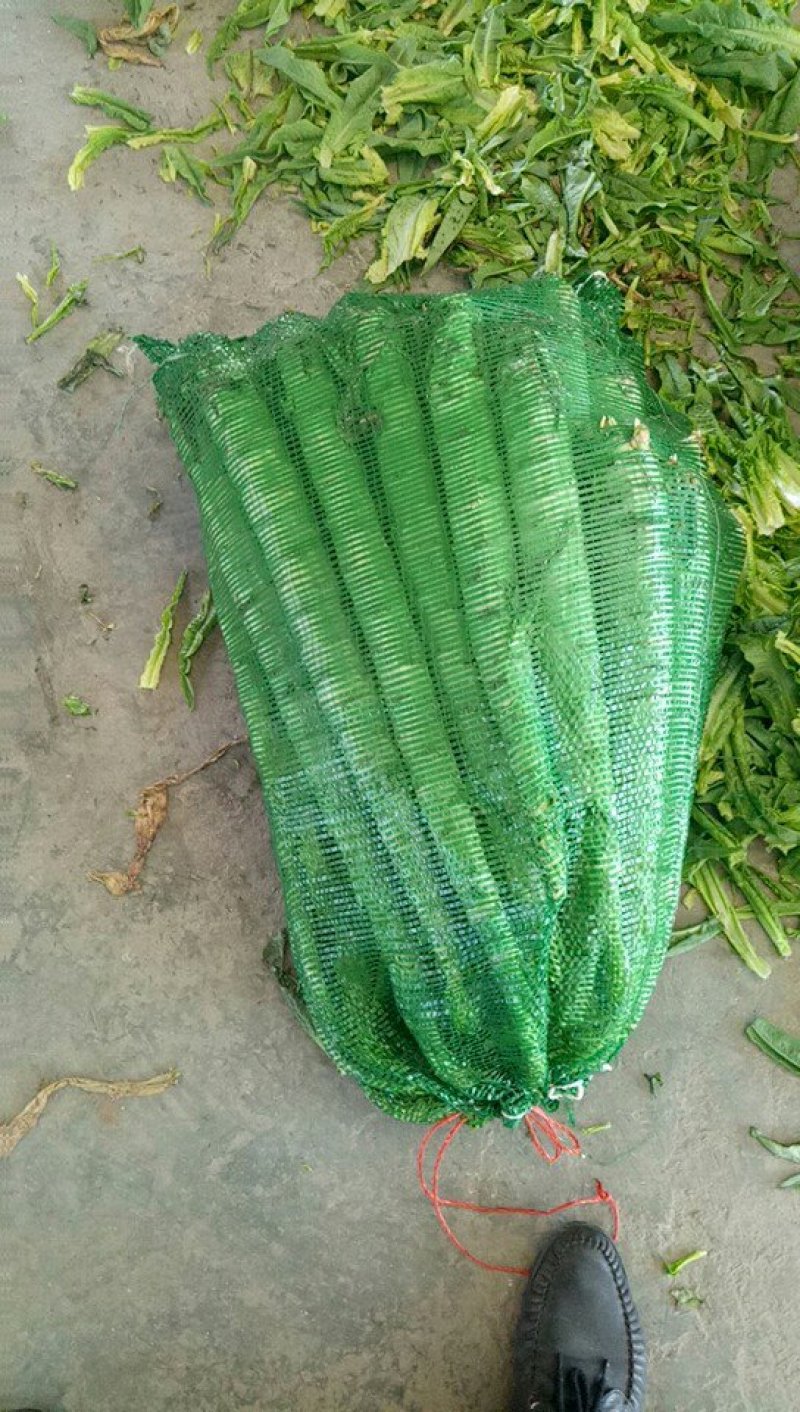 莴苣，大量上市了谢谢老板订货，代收是第一