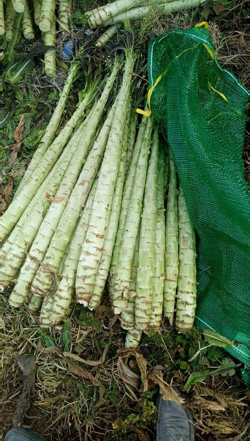 莴苣，大量上市了谢谢老板订货，代收是第一