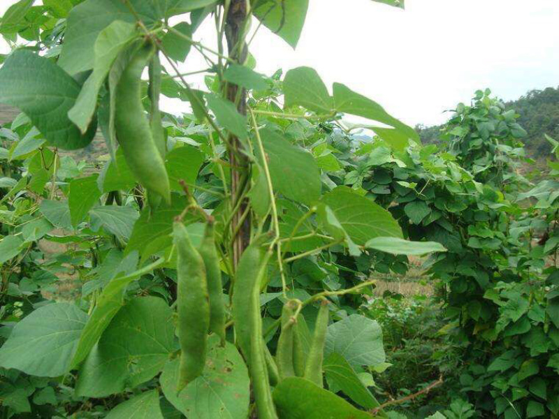 🍓🥖白芸豆大白芸豆粗粮任意搭配十斤4元邮
