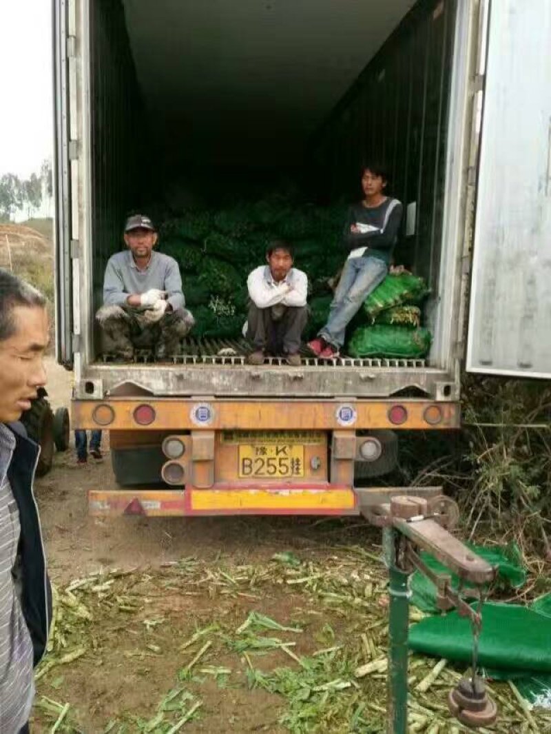 莴苣，大量上市了谢谢老板订货，代收是第一