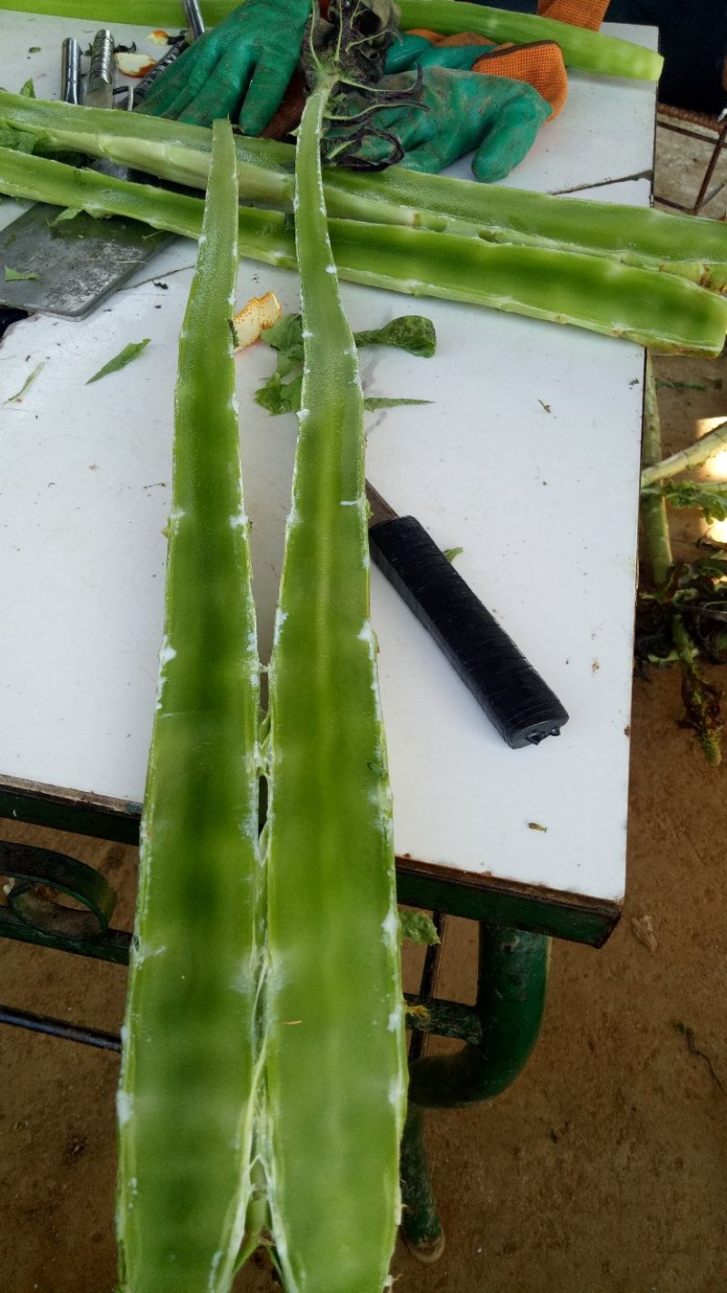莴苣，大量上市了谢谢老板订货，代收是第一