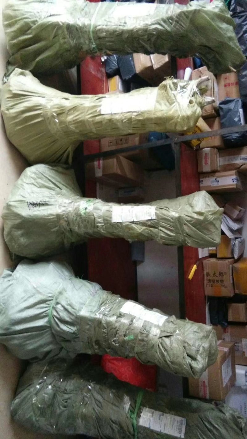 青脆李，苗，品种纯正，包成活，死苗补发，包种植技术