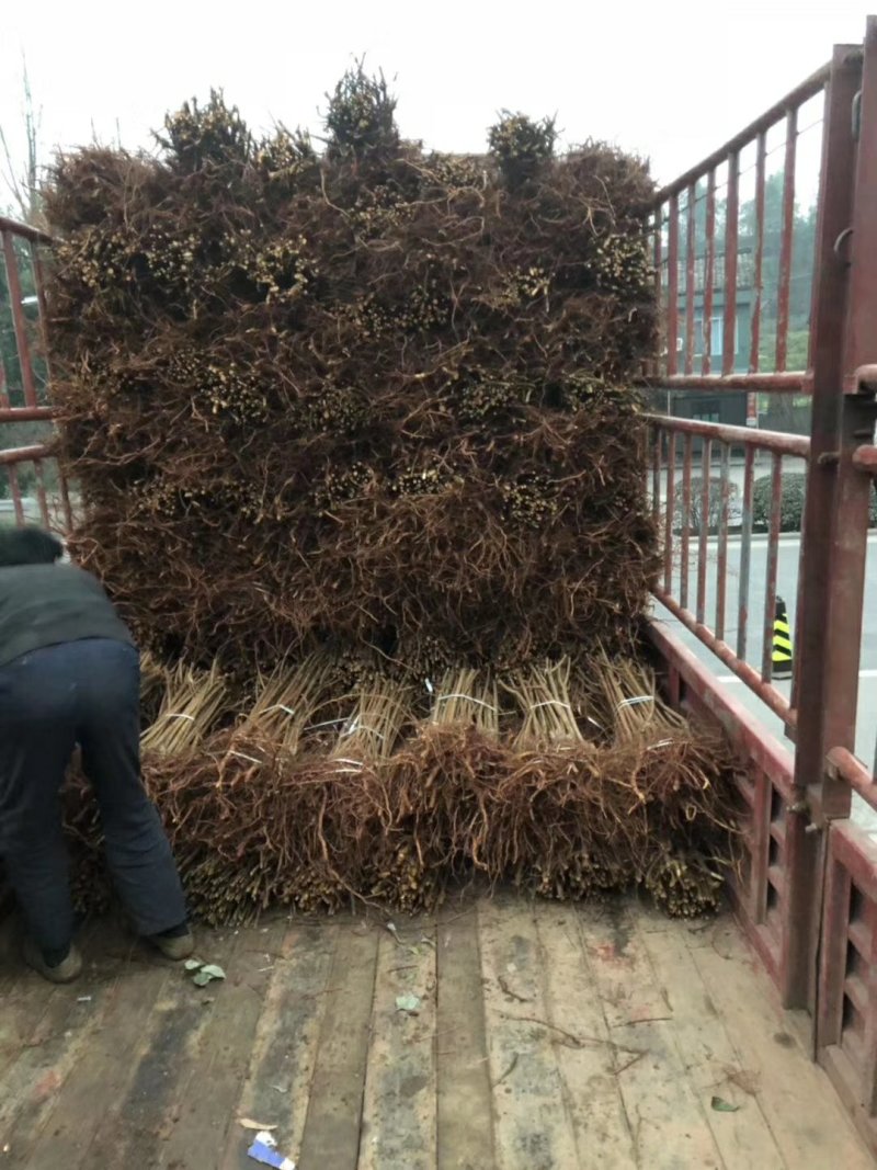 青脆李，苗，品种纯正，包成活，死苗补发，包种植技术