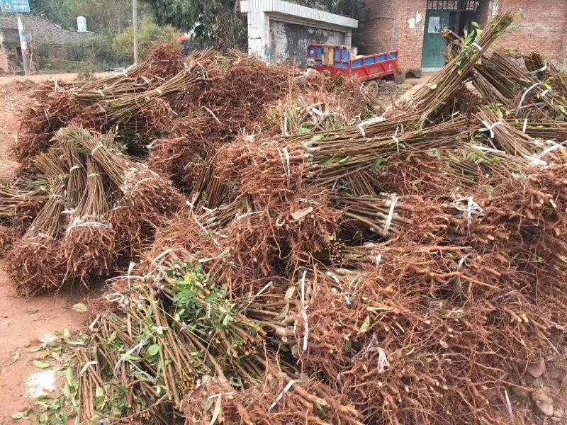 青脆李，苗，品种纯正，包成活，死苗补发，包种植技术