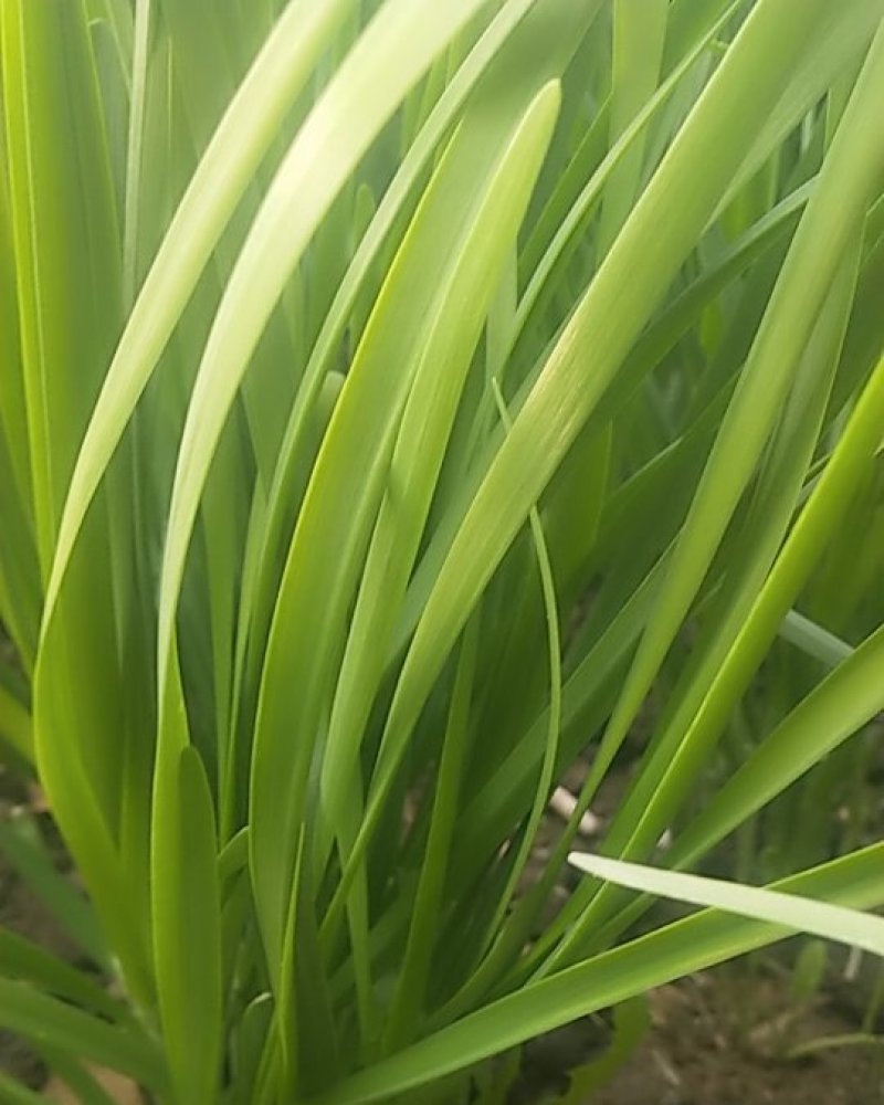 韭菜