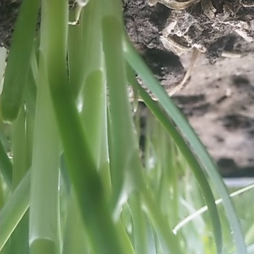 韭菜