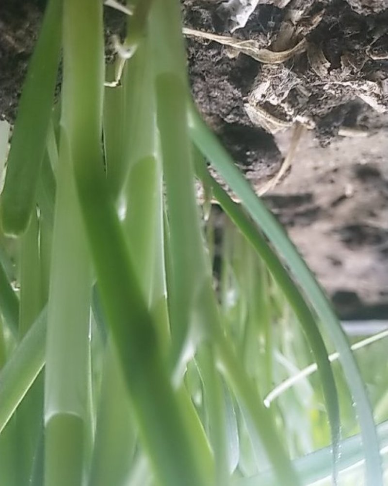 韭菜
