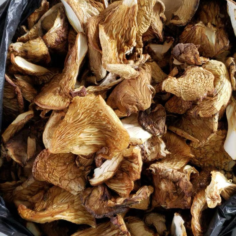 东北元蘑滑子蘑东北特产规格齐全货源充足质量保障