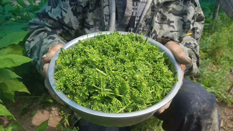 人参花茶