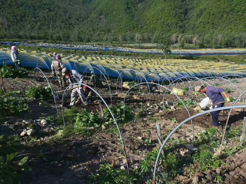 人参花茶