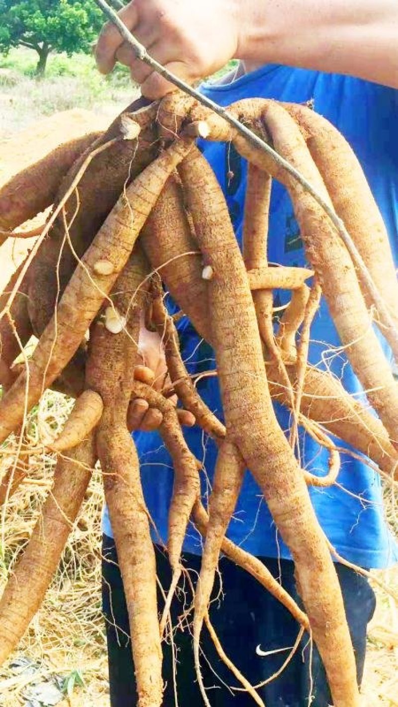 牛大力小叶牛大力特靓货