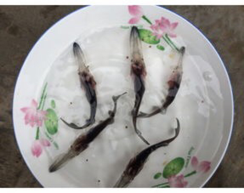 鸭嘴鱼苗规格齐全及各种鱼苗，包成活，长势快