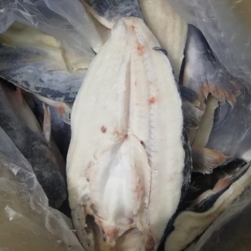 开背巴沙鱼