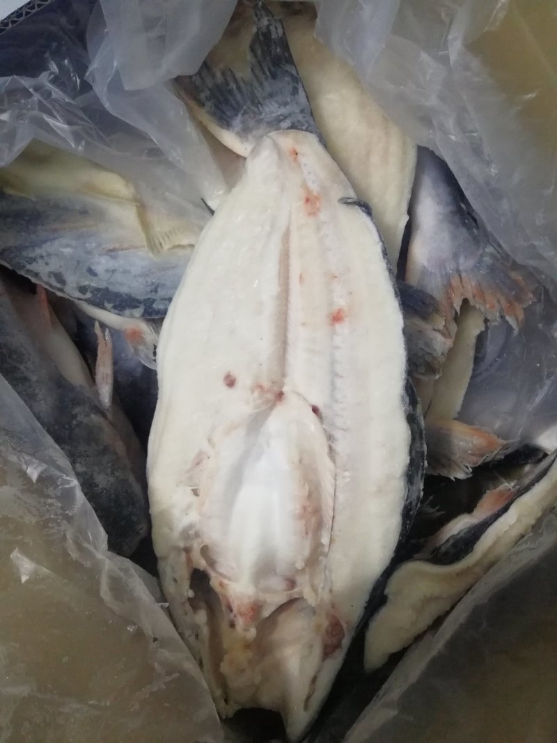 开背巴沙鱼