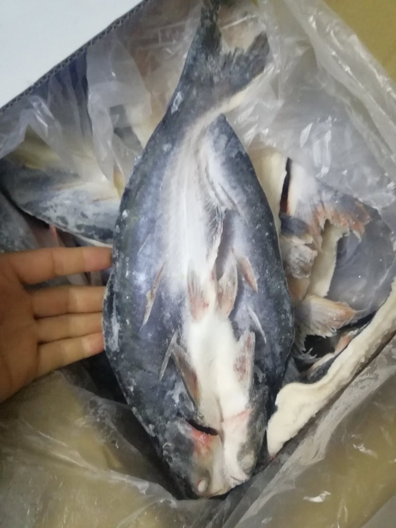 开背巴沙鱼