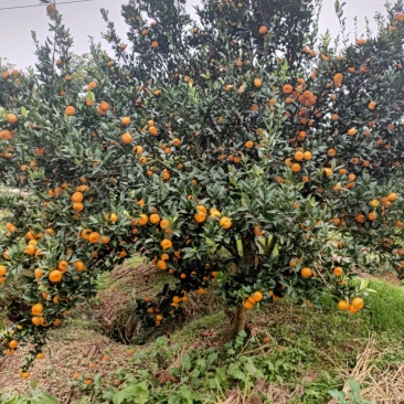 湖南怀化市芷江县的南丰密桔