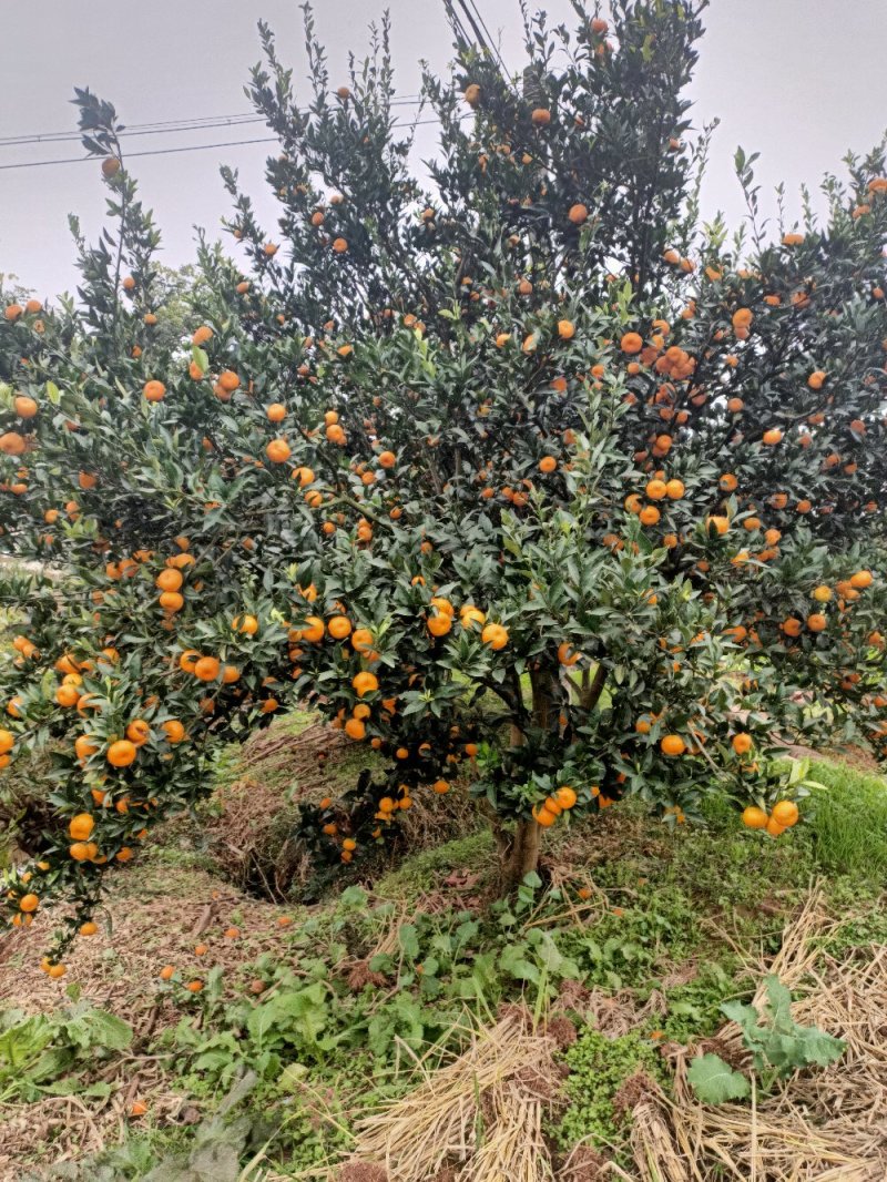 湖南怀化市芷江县的南丰密桔