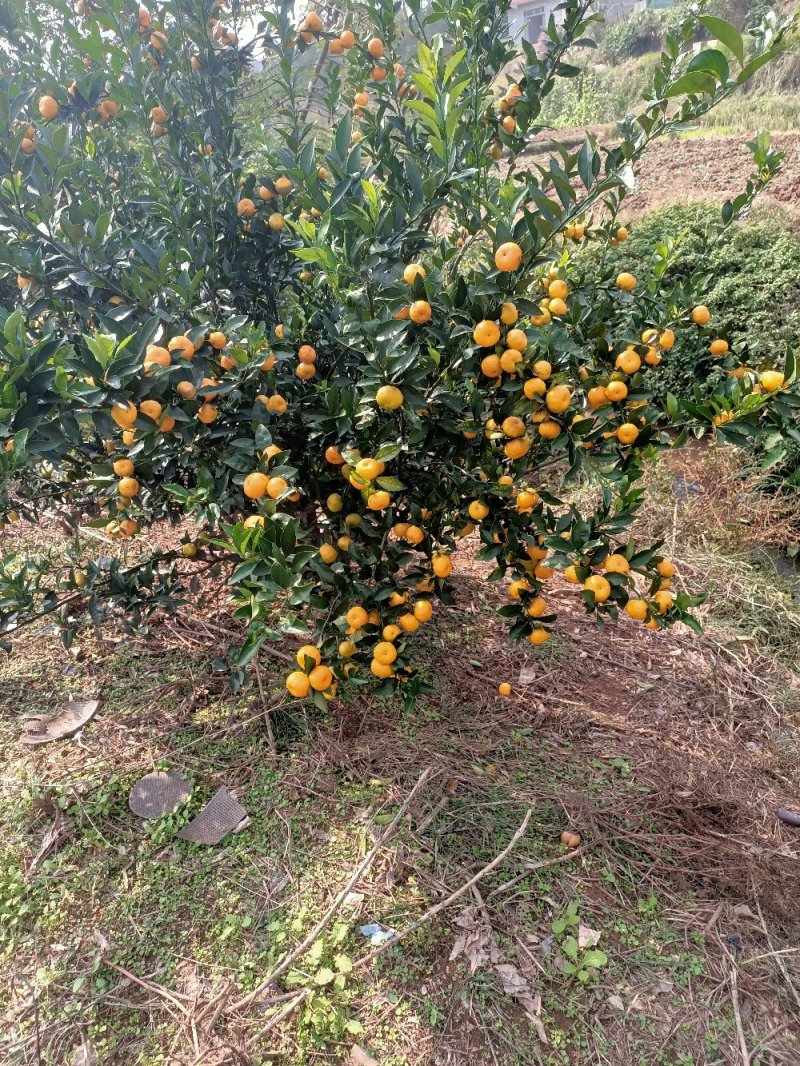 湖南怀化市芷江县的南丰密桔
