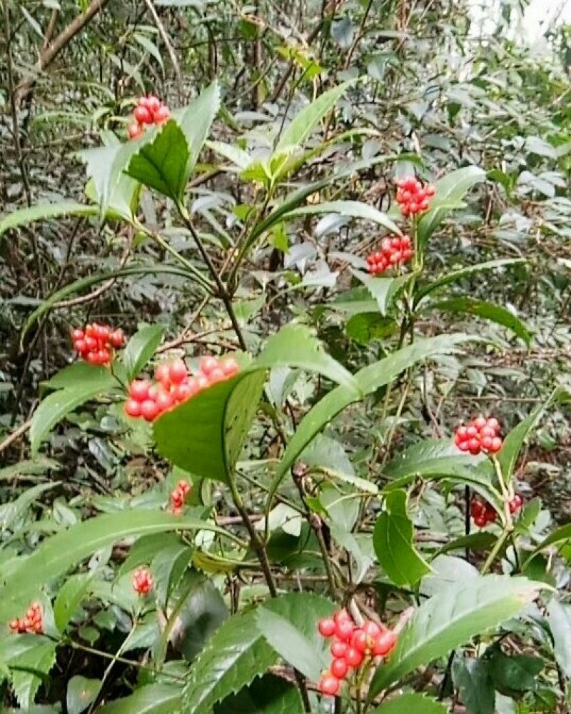 草珊瑚鲜货，肿节风，九节茶，大山里野生生长，可做茶水饮用