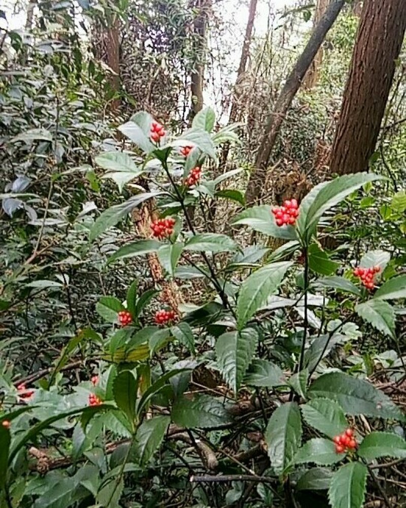 草珊瑚鲜货，肿节风，九节茶，大山里野生生长，可做茶水饮用