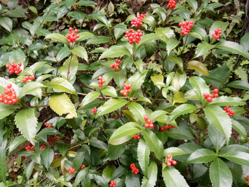 草珊瑚鲜货，肿节风，九节茶，大山里野生生长，可做茶水饮用