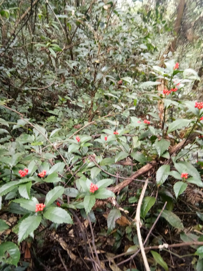 草珊瑚鲜货，肿节风，九节茶，大山里野生生长，可做茶水饮用