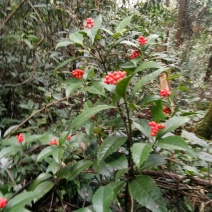 草珊瑚鲜货，肿节风，九节茶，大山里野生生长，可做茶水饮用