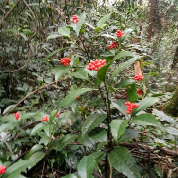 草珊瑚鲜货，肿节风，九节茶，大山里野生生长，可做茶水饮用