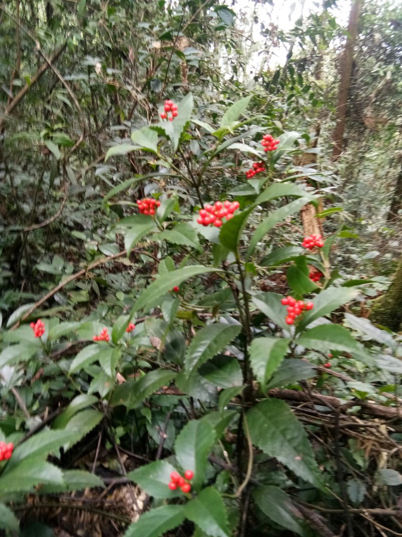 草珊瑚鲜货，肿节风，九节茶，大山里野生生长，可做茶水饮用