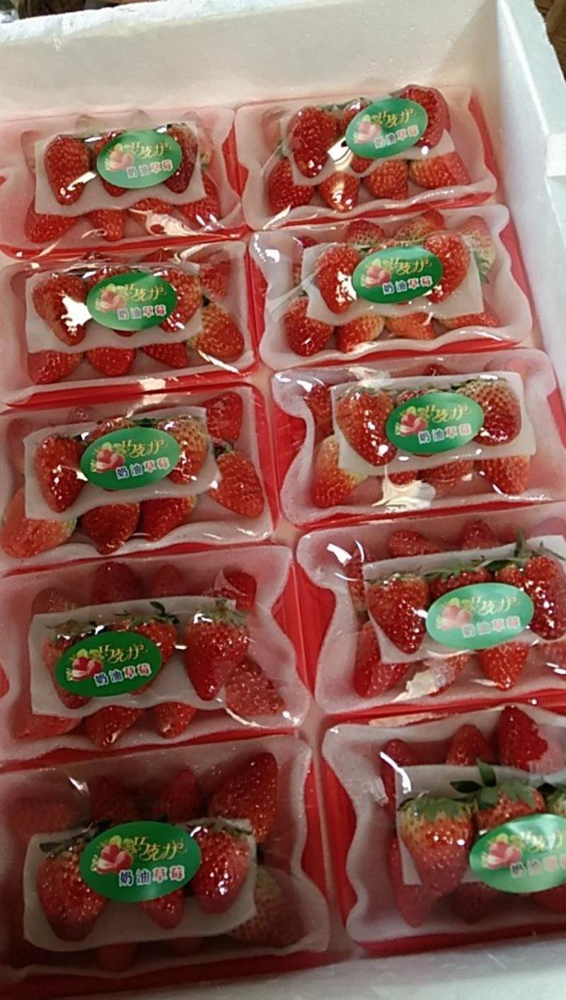 红颜草莓高品质，好草莓。产地发货保证新鲜一件代发
