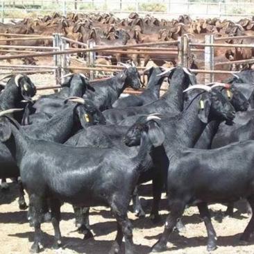 努比亚黑山羊，羊羔，种羊货到付款，免费运输