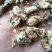 雄原蚕蛾雄蚕蛾经营上千种药材，