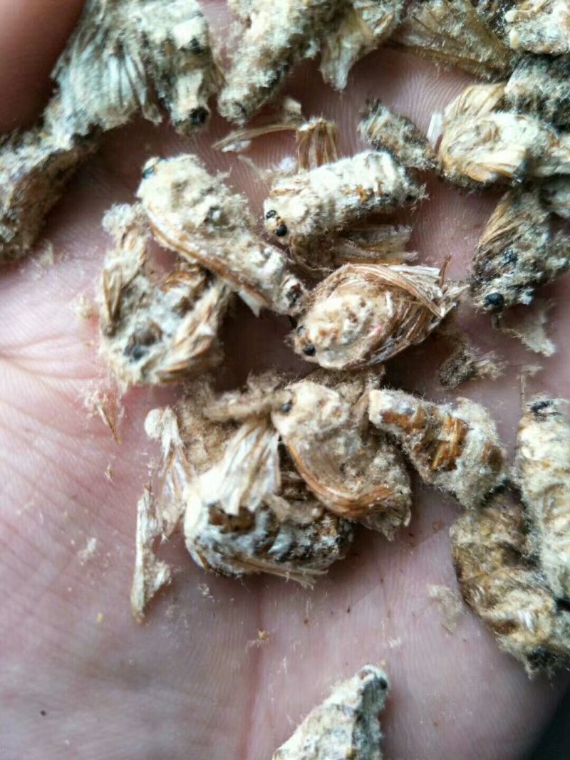 雄原蚕蛾雄蚕蛾经营上千种药材，