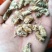 雄原蚕蛾雄蚕蛾经营上千种药材，
