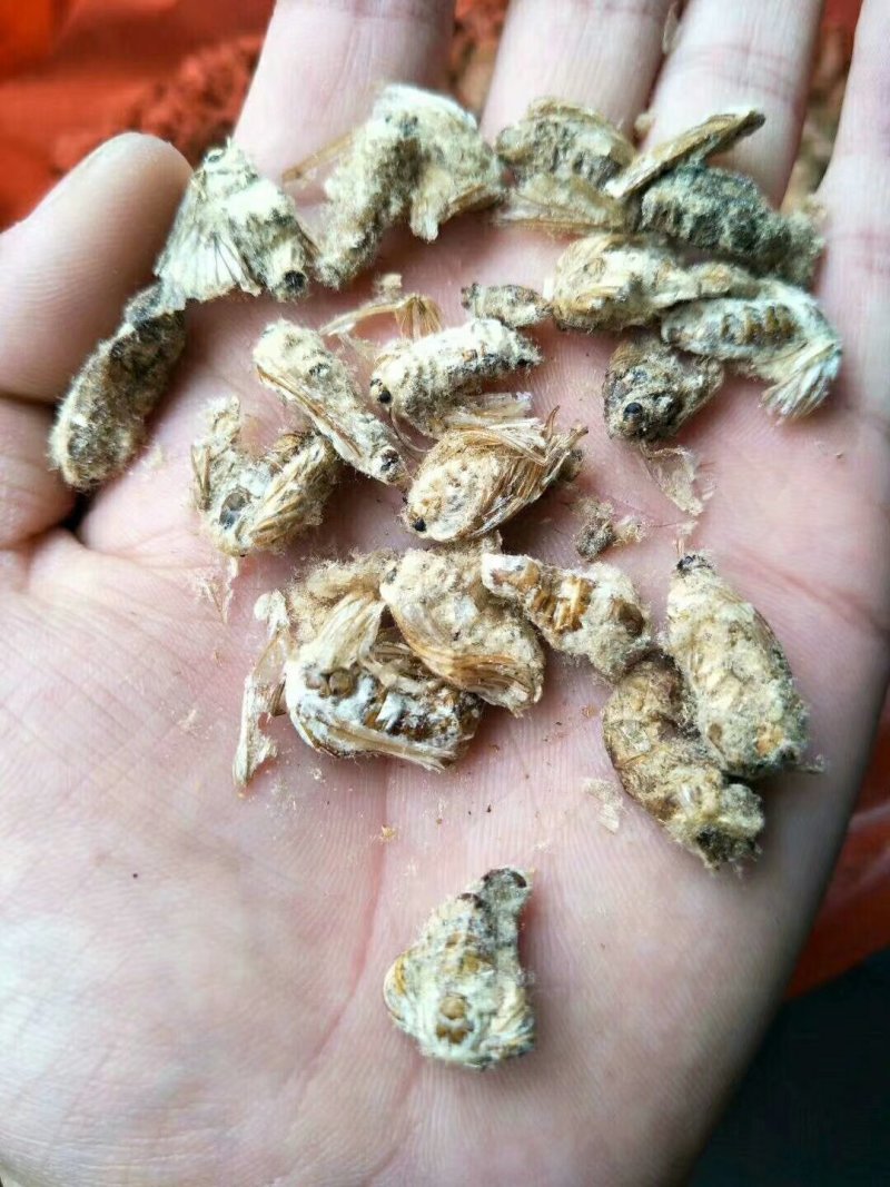 雄原蚕蛾雄蚕蛾经营上千种药材，