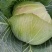 陕西包包菜包菜莲花白1～2斤公斤现货量大