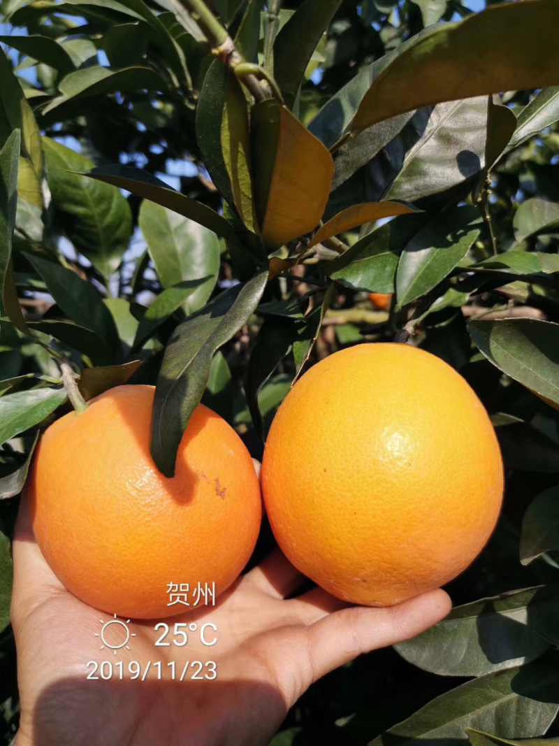 自家果园广西富川脐橙鲜果