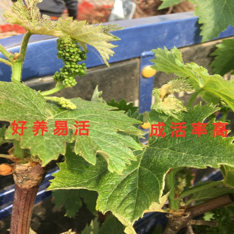维多利亚葡萄苗品种葡萄树苗爬藤葡萄苗盆栽地栽包品种包结果