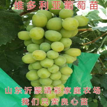 维多利亚葡萄苗品种葡萄树苗爬藤葡萄苗盆栽地栽包品种包结果